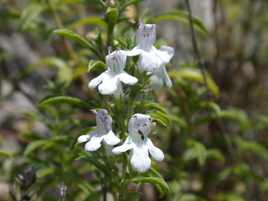 Satureja montana / Santoreggia montana